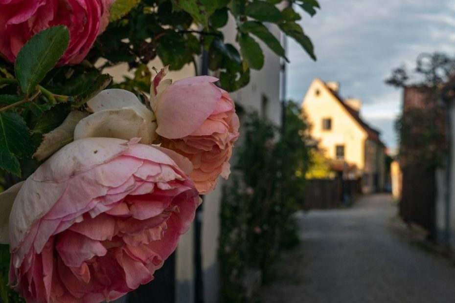 Visby - grand - 1000x1000